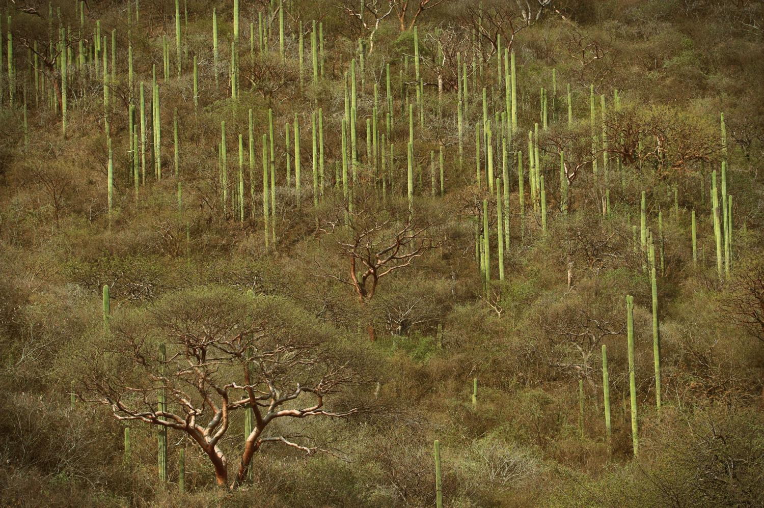 Carrusel imagenes