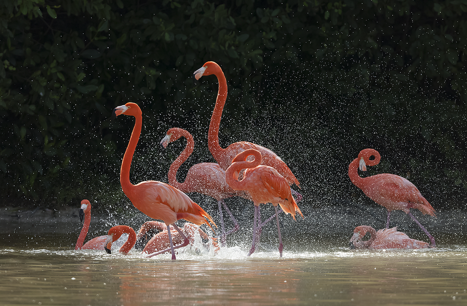 Carrusel imagenes