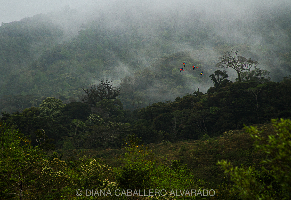 Carrusel imagenes